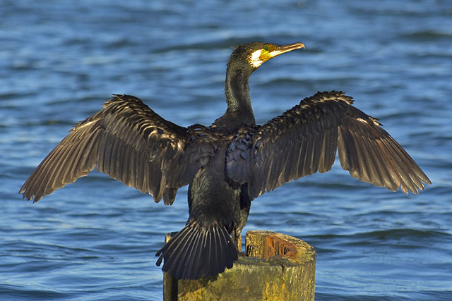 Merimetso nousee vedestä. ​Kuvaaja: Sławek Staszczuk CC BY-SA 3.0